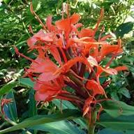 Red Hedychium Flower Seeds – Heirloom Non-GMO High Germination Organic Garden Seeds for Planting