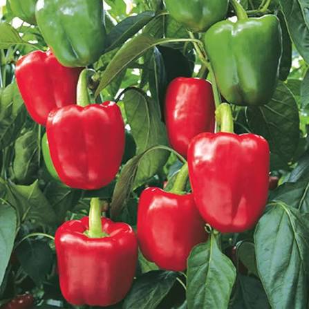 Paprika Grüne Anzuchtsamen – Alte Sorte, gentechnikfrei, hohe Keimfähigkeit Bio-Gartensamen zur Pflanzung