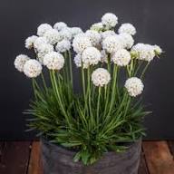 White Pseudarmeria Flower Seeds Heirloom Non-GMO High Germination Organic Garden Seeds for Planting