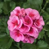 Rare Rosebud Geranium Flower Seeds Heirloom Non-GMO High Germination Organic Garden Seeds for Planting