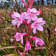 Pink Watsonia Flower Seeds Heirloom Non-GMO High Germination Organic Garden Seeds for Planting