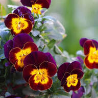 Yellow Purple Viola Flower Seeds – Heirloom Non-GMO High Germination Organic Garden Seeds