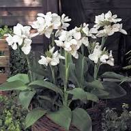 White Canna Edulis Flower Seeds Heirloom Non-GMO High Germination Organic Garden Seeds for Planting