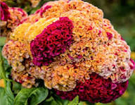 Yellow Red Cockscomb Flower Seeds – Heirloom Non-GMO High Germination Organic Garden Seeds