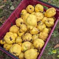 Quince Seeds Heirloom Non-GMO High Germination Organic Garden Seeds for Planting