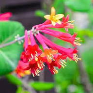 Pink Lonicera Sempervirens Flower Seeds Heirloom Non-GMO High Germination Organic Garden Seeds for Planting