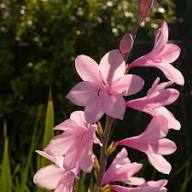 Watsonia Flower Seeds Pink – Heirloom Non-GMO High Germination Organic Garden Seeds for Planting