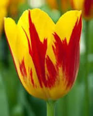 Tulip Flower Seeds Yellow Red Heirloom Non-GMO High Germination Organic Garden Seeds
