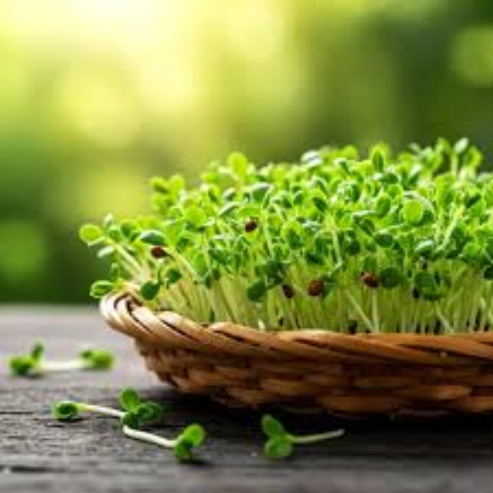 Sprout Plant herb seeds
