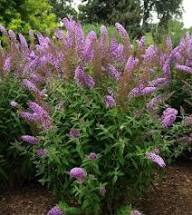Purple Buddleia Flower Seeds for Planting Heirloom Non-GMO High Germination Organic Garden Seeds