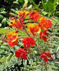 Red Caesalpinia Pulcherrima Flower Seeds – Heirloom, Non-GMO, High Germination Organic Garden Seeds for Planting