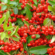 Red Pyracantha Seeds Heirloom Non-GMO High Germination Organic Garden Seeds for Planting
