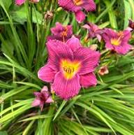 Purple Hemerocallis Flower Seeds Heirloom Non-GMO High Germination Organic Garden Seeds for Planting