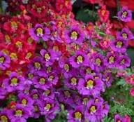 Schizanthus Red Flower Seeds for Planting – Heirloom, Non-GMO, High Germination Organic Garden Seeds