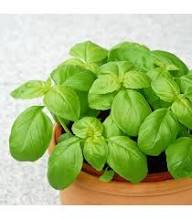 Green Ocimum Basilicum Plant Seeds Heirloom Non-GMO High Germination Organic Garden Seeds for Planting