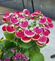 Pink Giant Calceolaria Flower Seeds – Heirloom, Non-GMO, High Germination Seeds