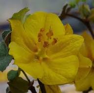 Yellow Fremont Dendron Flower Seeds Heirloom Non-GMO High Germination Organic Garden Seeds for Planting