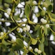 Mistletoe Seeds Heirloom Non-GMO High Germination Organic Garden Seeds for Planting