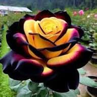Black Yellow Rose Flower Seeds for Planting – Heirloom Non-GMO High Germination Organic Garden Seeds