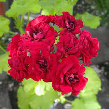 Red Geranium Appleblossom Flower Seeds – Heirloom Non-GMO High Germination Organic Garden Seeds for Planting