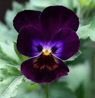 Viola Flower Seeds Black – Heirloom Non-GMO High Germination Organic Garden Seeds