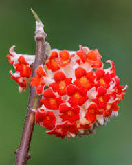 Mixed Edgeworthia Flower Seeds – Heirloom, Non-GMO, High Germination Organic Garden Seeds for Planting