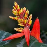 Red Aechmea Chantinii Flower Seeds – Heirloom, Non-GMO, High Germination Organic Garden Seeds for Planting