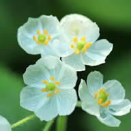 Skeleton Flower White Seeds – Heirloom, Non-GMO, High Germination Organic Garden Seeds