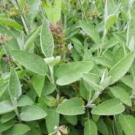 Sage Salvia Farinacea Plant Seeds – Heirloom Non-GMO High Germination Organic Garden Seeds