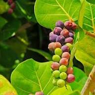 Sea Grape Fruit Seeds for Planting – Heirloom Non-GMO High Germination Organic Garden Seeds for Tropical Coastal Gardens