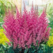 Astilbe Flowers Seeds Pink Heirloom Non-GMO High Germination Organic Garden Seeds for Planting
