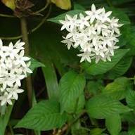 White Lanceolata Flower Seeds – Heirloom, Non-GMO, High Germination Seeds