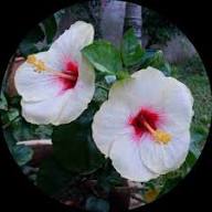 White Roselle Flower Seeds Heirloom Non-GMO High Germination Organic Garden Seeds for Planting