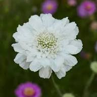 White Scabiosa Flower Seeds – Heirloom Non-GMO Organic Garden Seeds
