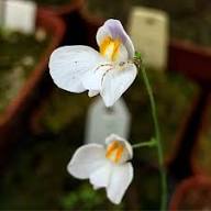 Utricularia Flower Seeds for Planting – Heirloom, Non-GMO, High Germination