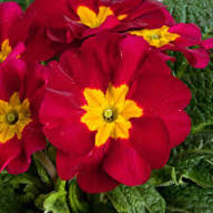 Primrose Flower Seeds Red for Planting – Heirloom Non-GMO High Germination Organic Garden Seeds