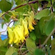 Yellow Dicentra Flower Seeds for Planting – Heirloom, Non-GMO, High Germination