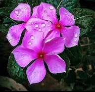 Purple Periwinkle Flower Seeds Heirloom Non-GMO High Germination Organic Garden Seeds for Planting