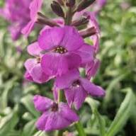 Semillas de Alhelí Morado (Erysimum Cheiri) – Tradicionales, sin OMG, de Alta Germinación para Jardín Orgánico