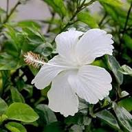 White Hibiscus Flower Seeds – Heirloom, Non-GMO, High Germination Seeds