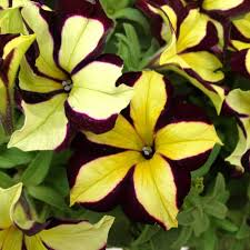 Yellow Marron Petunia Flower Seeds – Heirloom, Non-GMO, High Germination Organic Garden Seeds for Planting