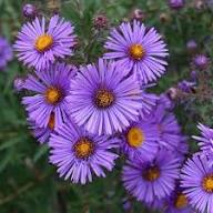 Violet Frikartii Flower Seeds – Heirloom, Non-GMO, High Germination Organic Garden Seeds for Planting