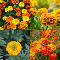 Mixed Marigold Flower Seeds – Heirloom Non-GMO High Germination