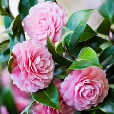 Pink Camellia Flowers Seeds – Heirloom, Non-GMO, High Germination Organic Garden Seeds for Planting