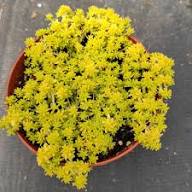 Yellow Sedum Flower Seeds Heirloom Non-GMO High Germination Organic Garden Seeds for Planting
