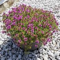 Thymus Serpyllum Flower Seeds for Planting – Heirloom, Non-GMO, High Germination Organic Garden Seeds