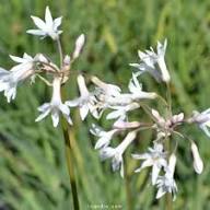 Tulbaghia Flower Seeds Heirloom Non-GMO High Germination Organic Garden Seeds for Planting