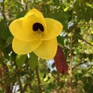 Yellow Bell Orchid Flower Seeds for Planting – Heirloom, Non-GMO, High Germination Organic Garden Seeds