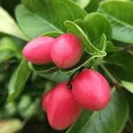 Chrysobalanus Icaco Seeds Pink Heirloom Non-GMO High Germination Organic Garden Seeds for Planting