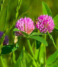 Pink Trifolium Flower Seeds – Heirloom, Non-GMO, High Germination Organic Seeds